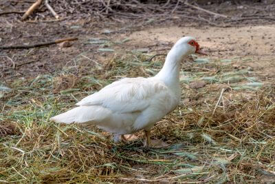 Gites et Chambres Hôtes le Le Mas Bazan Gîtes & Chambres d'hôtes à Proximité de Collioure prêt de Collioure animaux-nature-escapade-vacances-séjour