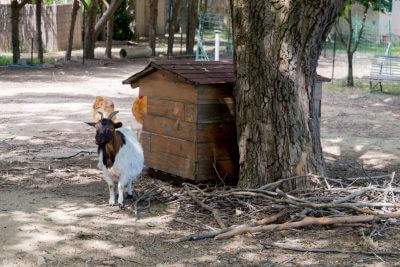 Gites et Chambres Hôtes le Le Mas Bazan Gîtes & Chambres d'hôtes à Proximité de Collioure prêt de Collioure animaux-nature-escapade-vacances-sud