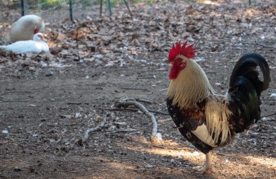 Gites et Chambres Hôtes le Le Mas Bazan Gîtes & Chambres d'hôtes à Proximité de Collioure prêt de Collioure animaux-nature-escapade-sud-perpignan-saint cyprien