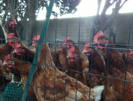 Gites et Chambres Hôtes le Le Mas Bazan Gîtes & Chambres d'hôtes à Proximité de Collioure prêt de Collioure nature-animaux-escapade-sejour-pyrenees