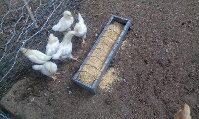 Gites et Chambres Hôtes le Le Mas Bazan Gîtes & Chambres d'hôtes à Proximité de Collioure prêt de Collioure experience-voyage-sejour-unique-maison-hote