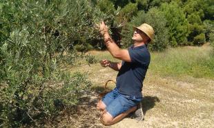 Gites et chambres hôtes , la cueillette des olives
