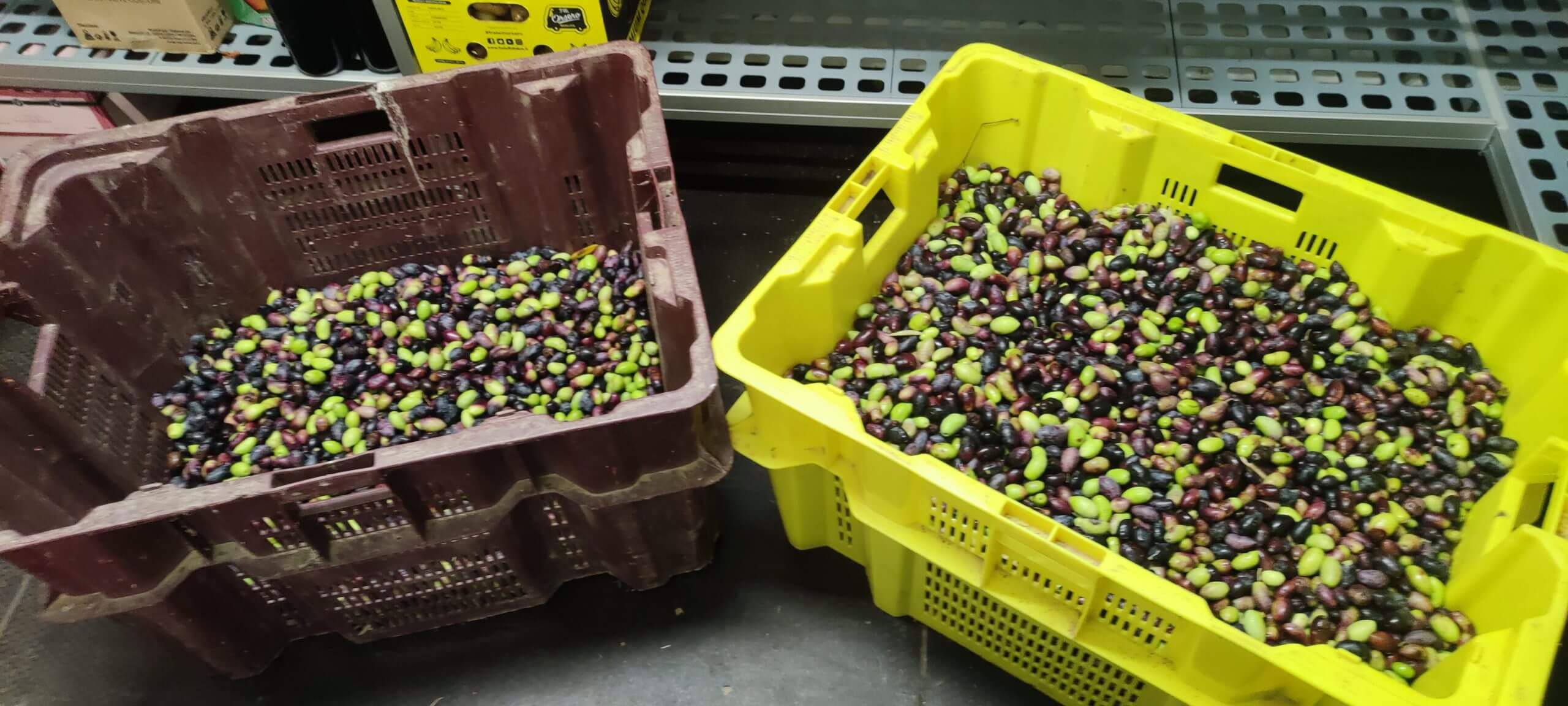 récolte d'olives