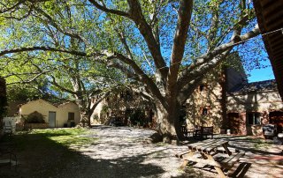 cours arborée chambres d'hôtes sous les platanes gites